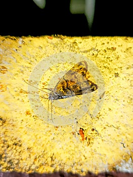 An small nocturnal moth at rest on a wall