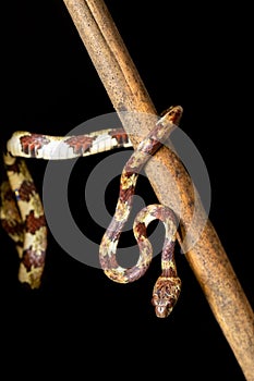 Small nocturnal Ringed Snail-Eater, Tortuguero, Costa Rica wildlife