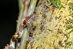 Small nocturnal Ringed Snail-Eater, Tortuguero, Costa Rica wildlife