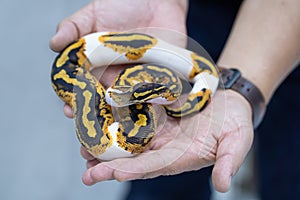 Small non-poisonous snake on the man`s palm