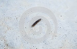 Small nonpoisonous centipede-like reptile