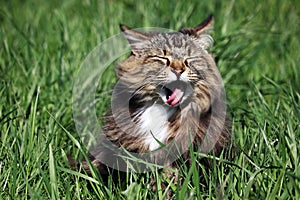 A small Norwegian forest cat sticks out its tongue with an open mouth