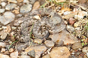 Small nose horned viper