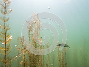 Small Nothern pike underwater with plankton