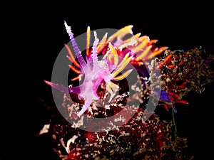 Small nudibranch on a black background