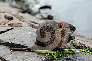 Small nutria eat vegetables