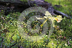 Small oak grows in a coniferous forest