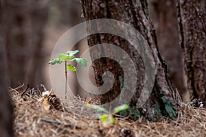 Small oak plant in a forest. between the pine needles and pine c