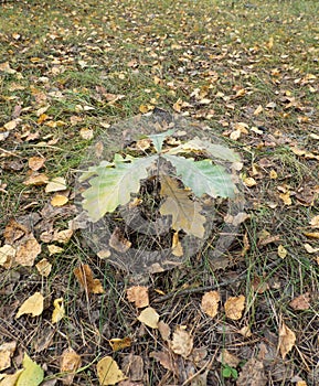 Small oak sprout among dry fallen leaves in the forest