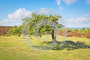 Windswept and bent oak tree on Stanton Moor in Derbyshire.