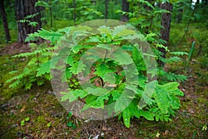Small oak tree in the forest
