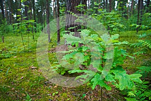 Small oak tree in the forest