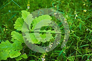 Small oak tree in the forest