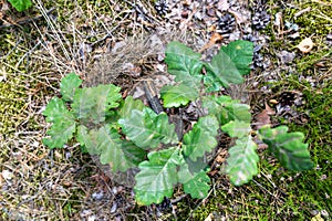 Small oak tree seedling. Young trees growing in the forest undergrowth