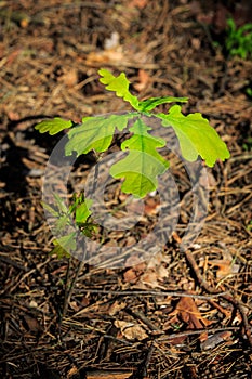 Small oak tree sprout
