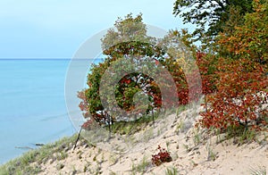 Small oak trees in autumn colors