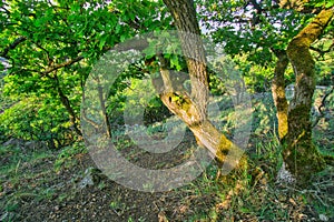 Small oaks in the primeval forest on the Kovacovske kopce hills