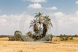 A small oasis in the savannah. Amboseli, Kenya