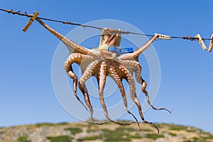 A small Octopus drying in the sun at Mochlos, Crete