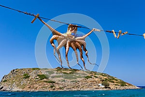 A small Octopus drying in the sun at Mochlos, Crete