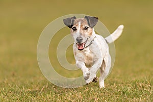 Small old dog runs and flies over a green meadow in spring - Jack Russell Terrier Hound