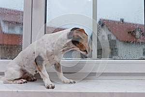 small old Jack Russell Terrier dog sits alone on a windowsill in bad weather and looks outdoors in the winter season