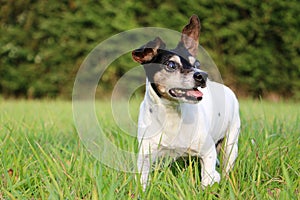 A small old jack russell terrier is standing in the garden