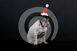 A small old tricolored jack russell terrier is sitting in the dark studio witha christmas hat on the head photo