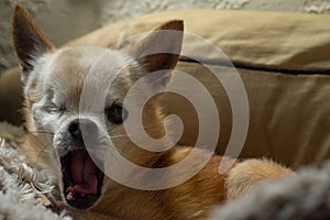 Small, old, yellow, one-eyed Chihuahua dog yawning.