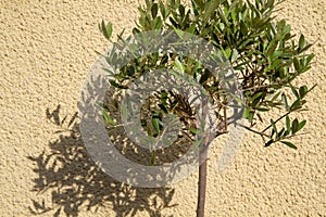 Small Olea europea tree casting shadow photo