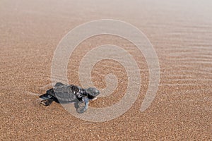 Small olive ridley turtle walking to the sea