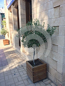 Small olive tree grows in a pot near doorâ€™s house in Greece.