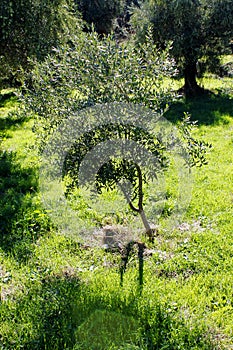 Small olive tree in Kalamata, Greece