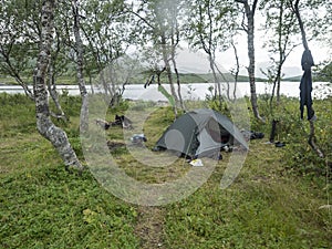 Small open green tent with backpack and hiking gear on grassy shore of Tarra river with birch trees. Swedish Lapland