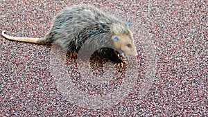 Small Opossum