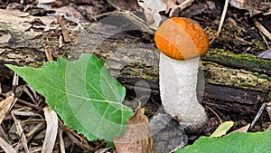 Small orange birch bolete close-up. Leccinum versipelle