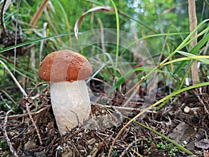 Small orange Birch Bolete, Leccinum versipelle, mushroom in forest, grass background