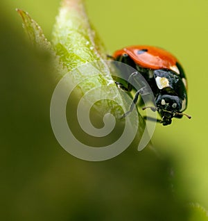 Small orange and black bug resting on a vibrant green leaf against a soft yellow background