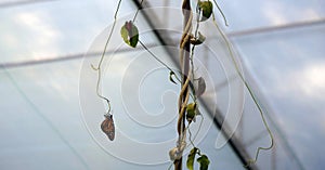 Monarch butterfly hanging in a branch photo