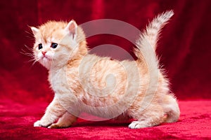 A small orange British kitten stands on four legs in front of the camera