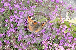 Small orange brown butterfly on a carpet of purple flowers . Relaxing Butterfly little fox in interesting farb sceme . Deep Purple