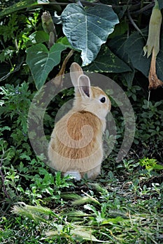 Small Orange Bunny