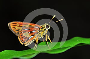 Small orange butterfly