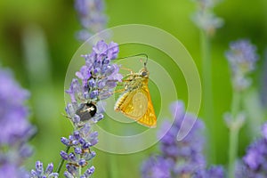 small orange butterfly on lavender branch