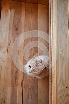 Small orange cat on wood background