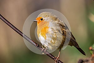 Small orange-colored Robin perched on a tree branch outside of a bushy shrubbery