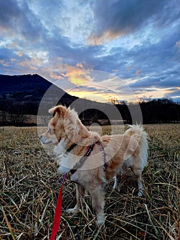 Small orange dog spitz standing in front of dramatic sunset