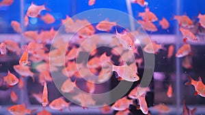 Small orange fishes herd swimming in aquarium tank.