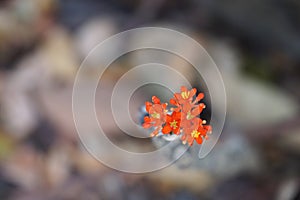 A small orange flower with clear background in nature.