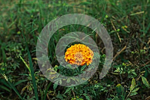 A small orange flower in the grass